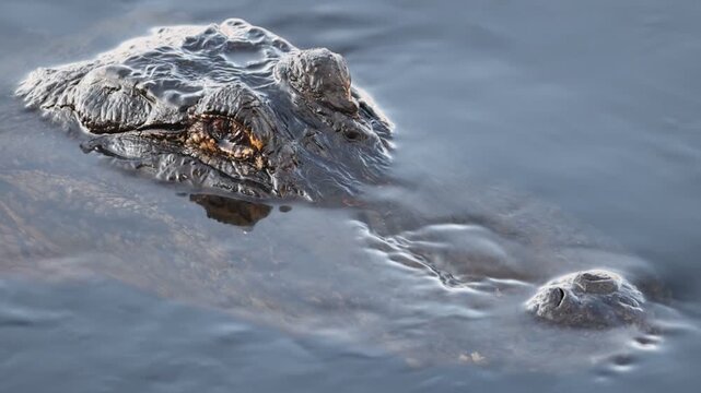 Close-up of American alligator emerging from water surface