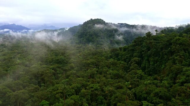 Fog hanging over a characteristic pyramid like hill in a tropical forest: beautiful nature background