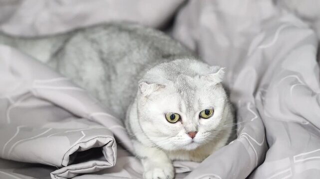 Scottish Fold cat silver fur gray blanket lying indoor pet home adorable feline relaxed curious calm mood cozy environment yellow eyes green eye soft fluffy domestic companion playful gentle sweet