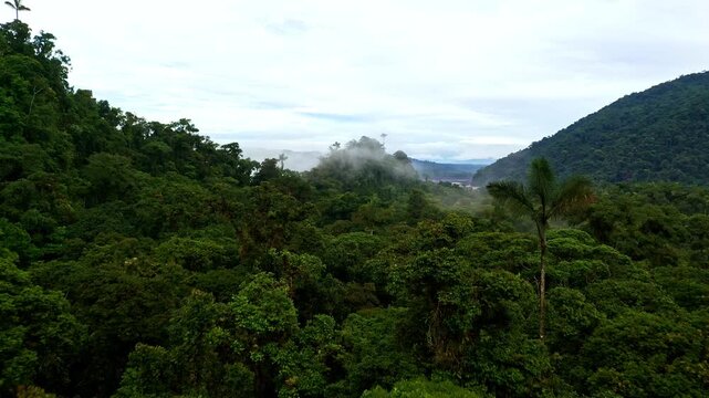 Tropical forest background: the canopy of the amazon jungle with a large biodiversity and in the background a large river