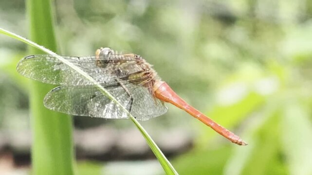 Macro close-up of a vibrant red dragonfly perched on green leaf with soft blurred bokeh background in the garden for nature and wildlife concept.