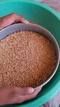Slow motion close up of hands sifting fresh wheat grains in a metal sieve over a green basin