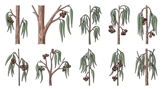 Eucalyptus tree branches with leaves and seed pods.