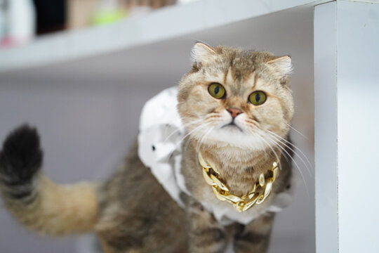 Cat pet feline gold necklace fashion cute animal domestic fur yellow eyes white collar playful stylish adorable mammal whisker luxury jewelry Scottish Fold fluffy curious home indoor portrait