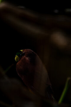 The male Greater Bird-of-Paradise Paradisaea apoda is a magnificent bird native to the rainforests of New Guinea