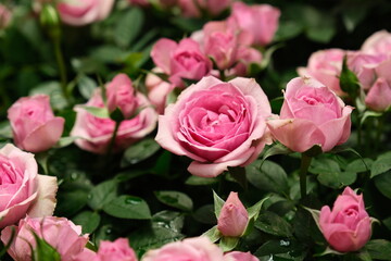 Naklejka premium Close-up of pink rose bushes with lush green leaves and dewdrops on petals