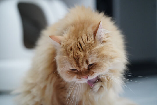 Fluffy cat orange fur long hair pet licking paw grooming domestic animal cute whiskers indoor relaxed feline mammal soft adorable playful clean home sitting closeup animal fur tongue ear eye nose