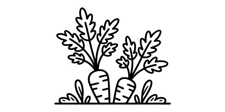 Two fresh carrots growing in the garden soil line art icon Vector, illustration