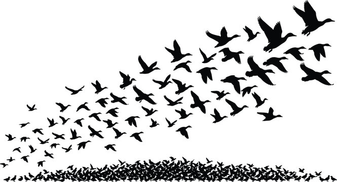 Bird flock silhouettes vector illustration, transition from grounded group to upward flight symbolizing freedom, migration, transformation, and collective movement