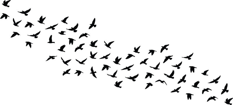 Bird silhouette vector illustration set, flock in flight formation representing migration, freedom, and collective movement in nature