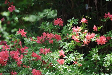 Naklejka premium Mountain azaleas in the forest