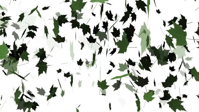 green leaves on a white background motion video. leaf texture motion