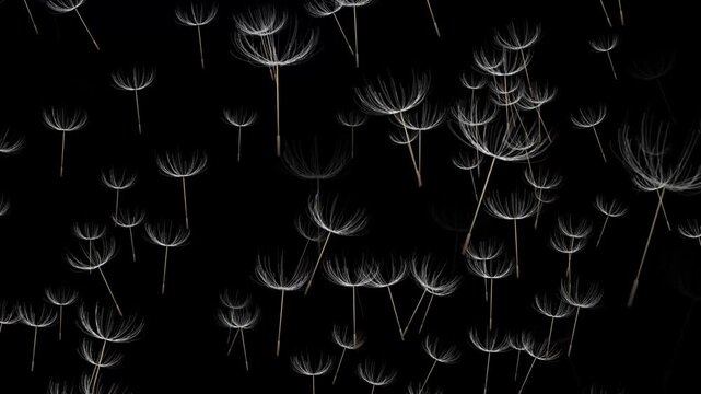 Abstract Floating Dandelion Seeds &ndash; Minimal Black Background. Delicate Dandelion Seeds Drifting in Dark Space