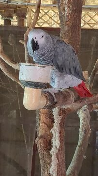 Grey Parrot Bird Drinking Water From Pot Wildlife India Nature