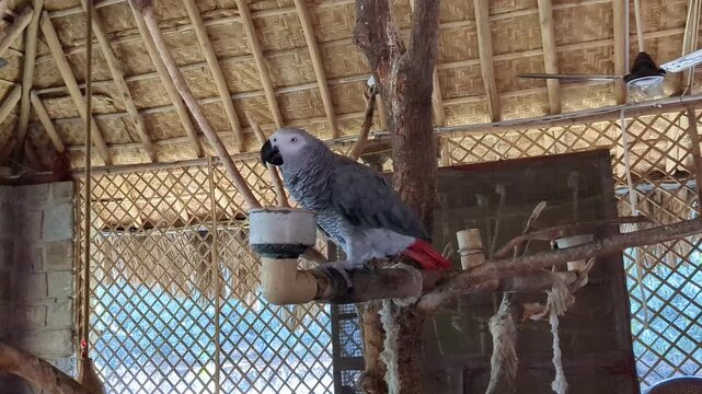 Grey Parrot African Bird In Wooden Cage Wildlife India Zoo