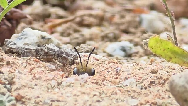 

Full Version_A_Digger wasp emerging from its sandy nest hole, long observation and takeoff

