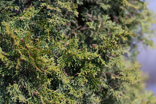 Lush thuja foliage used in sustainable landscaping to create evergreen screening and windbreak, muted background emphasizes ecological planting strategy and lowmaintenance appeal