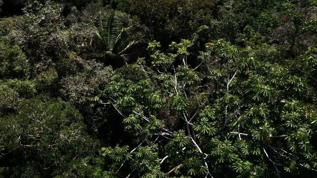 Top view of a large tree inside a tropical forest, circeling around and nearing the tree crown