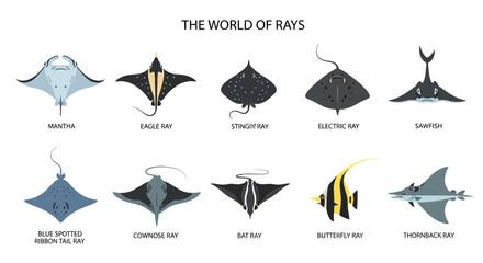 Variety of Ray Fish Species Collection. © Kenywanch