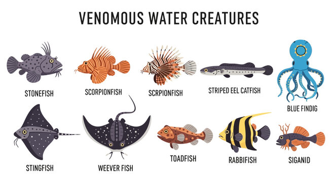 Venomous marine animals and sea creatures.