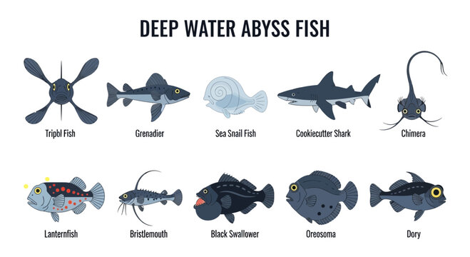 Deep water abyss ocean fish variety.