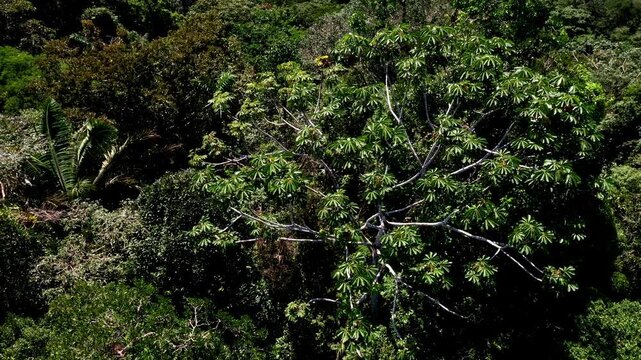 Aerial close up of a tropical forest tree crown, many different species are visible in a small area