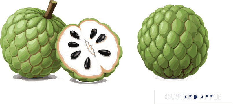 Custard apple fruit illustration with whole and sliced view showing seeds, detailed tropical food vector for healthy eating, organic produce, and nutrition design
