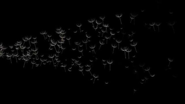 Abstract Floating Dandelion Seeds &ndash; Minimal Black Background. Soft Flying Dandelion Seeds in Darkness &ndash; Calm Atmospheric Motion
