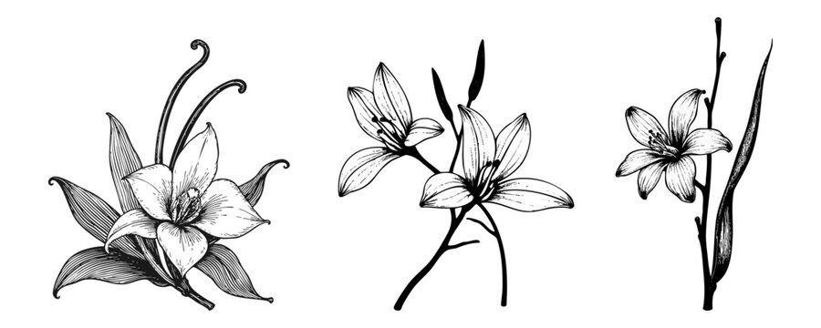 Floral set of hand drawn lily and vanilla blossoms, black ink botanical illustrations, vintage engraved garden plants for catalog and label decoration