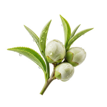 transparent tea sprig with moisture droplets and bai hao down isolated on a transparent background. Concept of natural purity and wellness