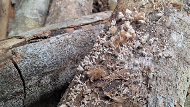Close Up of Wild Splitgill Mushroom Schizophyllum commune Growing on Decaying Rubber Wood Log in Tropical Forest during Humid Weather