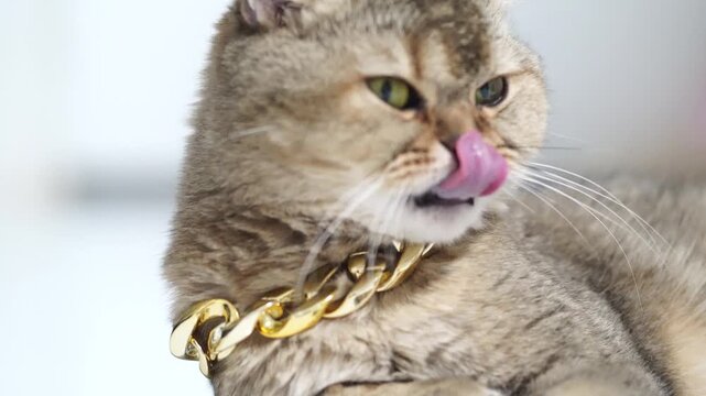 Chubby brown cat with green eyes wearing thick gold chain collar, playful domestic feline animal, luxury pet grooming whisker, stylish elegant accessory, adorable fluffy mammal, soft indoor pampered