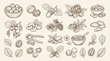 A detailed collection of various nuts and seeds, including acorns, walnuts, cashews, almonds, and more, presented in a vintage sketch style. © KN collection
