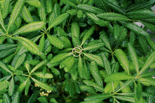 Close shot of verdant plant leaves. Capturing intricate beauty of leafy plant growth with dew