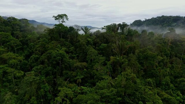 Aerial close up of a tropical forest tree canopy with many different species visible