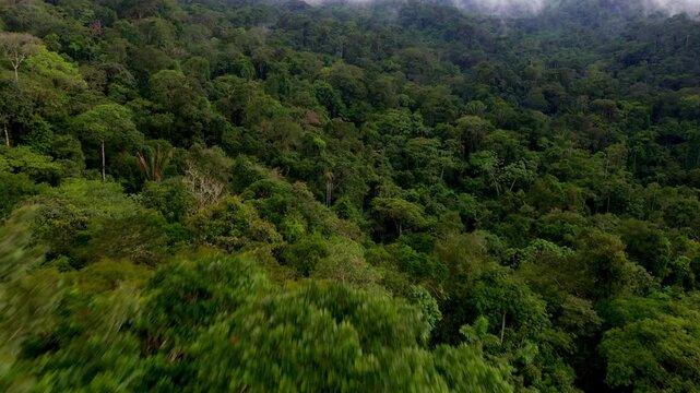 Aerial view, close up of a tropical forest or rainforest tree canopy