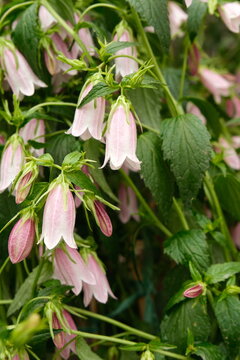 Pink and white bellflowers hanging gracefully among lush green leaves in full bloom