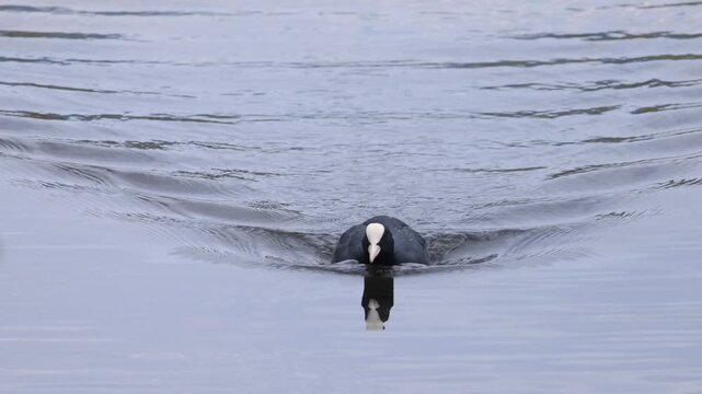 Eurasian coot swimming on a lake creating ripples