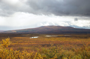 Obraz premium Yellow plants in a field on the Denali Highway
