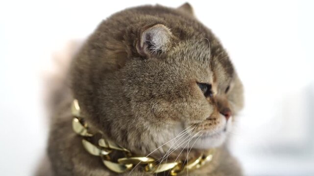 Chubby brown cat with short fur, round face, green eyes, thick gold chain collar, adorable domestic feline pet, luxury animal, cute relaxed side view, stylish fashion, fluffy soft indoor mammal