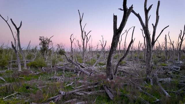 Dead forest landscape showing aftermath of wildfire in Everglades National park.