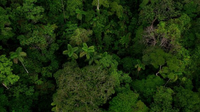 Nature background, green coloration of tropical forest tree canopy with distinct leaves of palm tree visible revealing the rainforest of the Amazon in South America