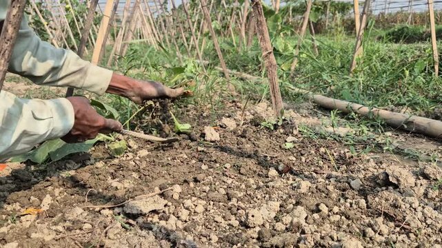 Close-up of Farmer Removing Weeds from Agricultural Soil with Traditional Tool