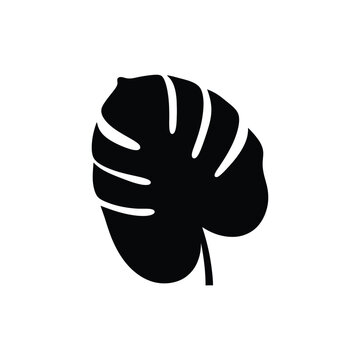 Monstera leaf silhouette black shape.