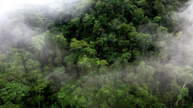 Stunning green nature background, aerial view of a tropical forest canopy with many tree crowns of different species; a detailed view of the rainforest tree biodiversity in South America