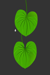 Heartleaf philodendron with dewdrop minimalist flat vector illustration on dark background © Satyajit