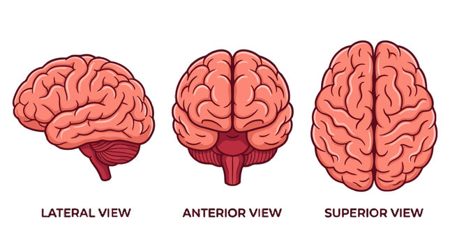 Detailed Anatomical Illustration of the Human Brain from Three Distinct Perspectives Lateral, Anterior, and Superior