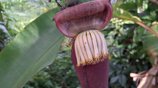 Close Up of Purple Banana Blossom Musa paradisiaca with Petals Blooming and Bract Opening in Tropical Garden during Daylight
