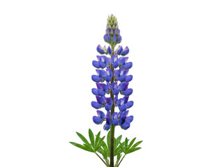 Fototapeta premium Vibrant purple lupine flower standing tall in a clean white background