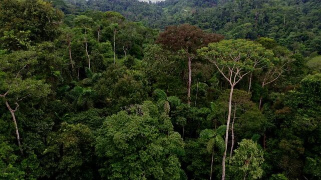 Two tall trees are sticking out of the otherwise cut down forest, last trees standing